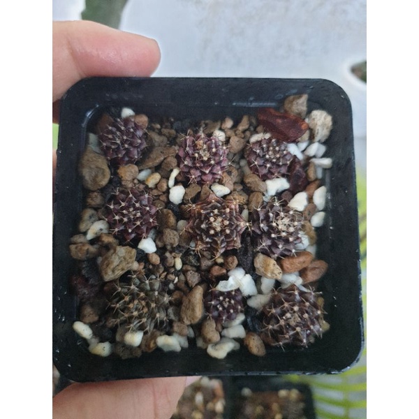 Cây xương rồng gym con Black Widow thụ phấn Vos.1241