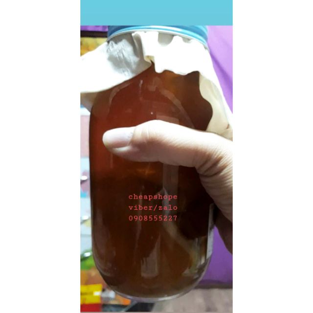 NẤM THỦY SÂM KOMBUCHA