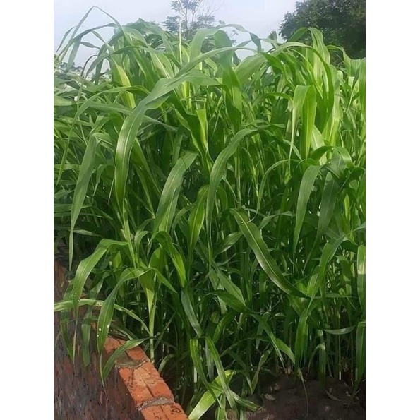 Hạt giống cỏ ngô Opv88 gói 200g