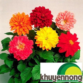Hạt giống hoa thược dược lùn 40 hạt