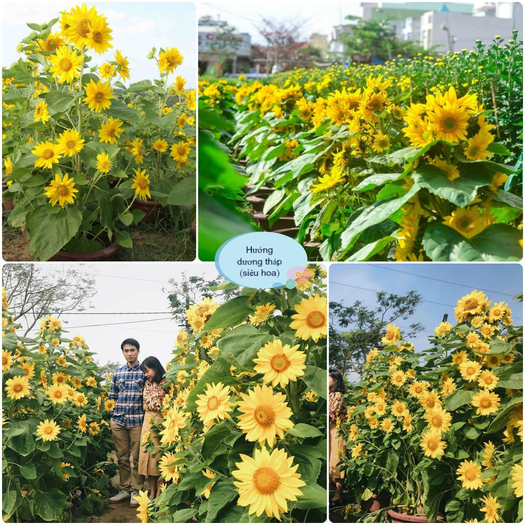 Hạt Giống Hoa Hướng Dương Siêu Hoa