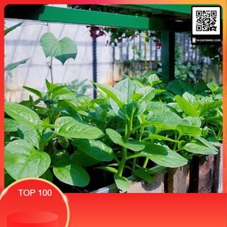 50 Hạt Giống Rau Mồng Tơi Cao Sản..