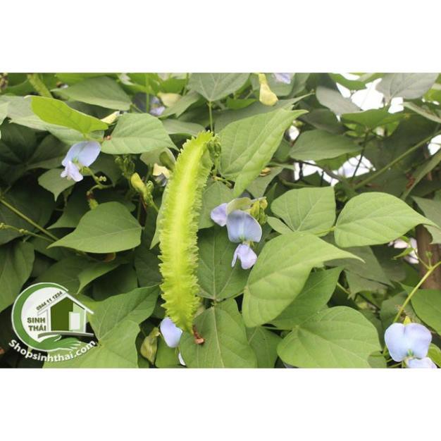 Hạt Giống Đậu Rồng  - Nảy Mầm Cực Chuẩn