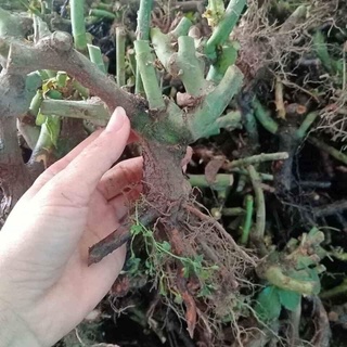 Gốc giống hoa Hồng ngoại rễ trần