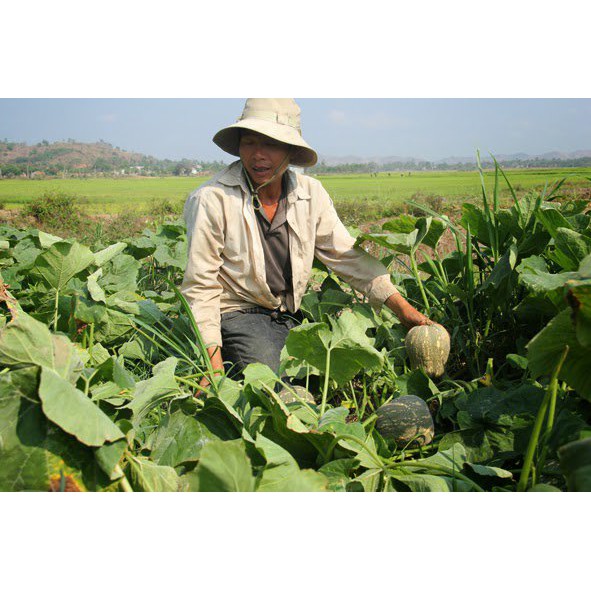 Bí Đậu F1 RĐ 35