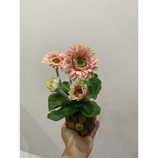 Chậu Hoa Đồng Tiền (Lụa Cao Cấp) Cao 25cm