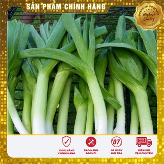 Hạt giống tỏi tây hat giong rau tỏi tây gia vị - 1gr