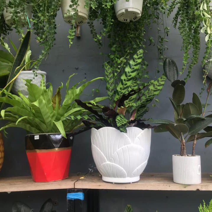 Chậu nhựa Sò trắng đk 14,22,26cm nhựa dày cao cấp
