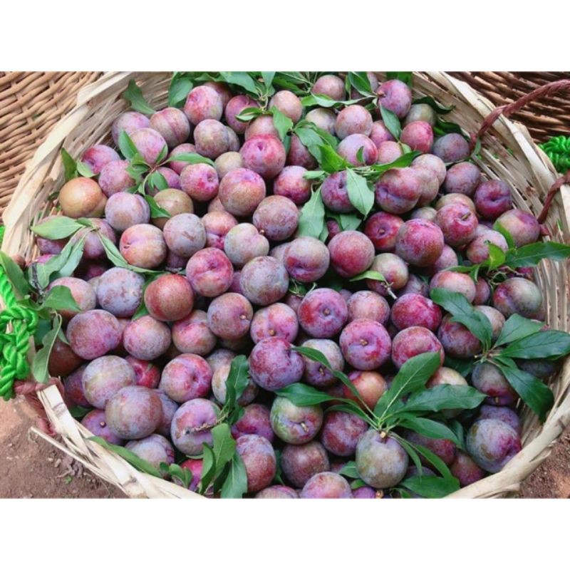 Mận hậu Sơn La ngon, bổ, rẻ giá ưu đãi 30k/kg (kèm ảnh thật)