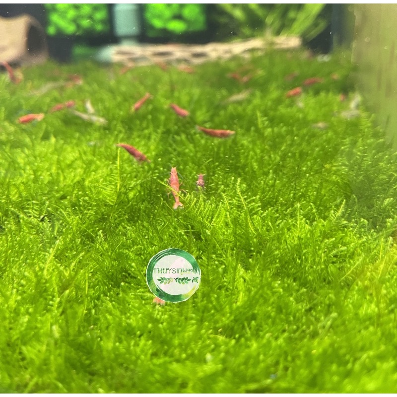 Rêu mini spinky - rêu thuỷ sinh - dán đá - dán lũa dễ trồng không cần co2