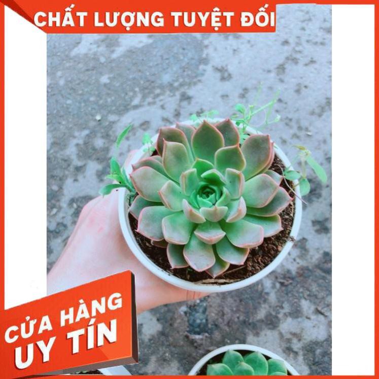 Chậu Sen Đá Hoa Hồng Đen Nhiều Người Mua