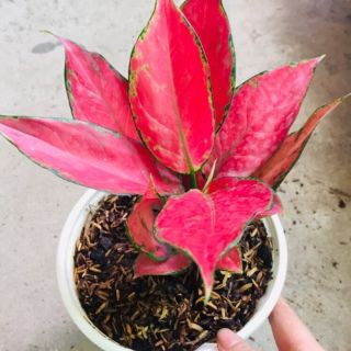 🍓 Cây Hồng Phát Lộc ( lá đỏ đậm )🍓