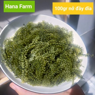 Combo 5 - 10 gói rong nho tách nước 100g nở 300g giá rẻ hana farm