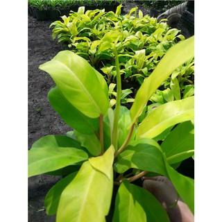 Combo 2 cây trầu bà vàng