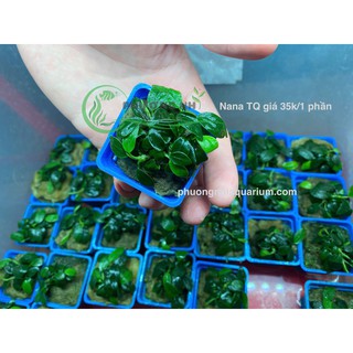 Ráy nana chậu vuông xanh