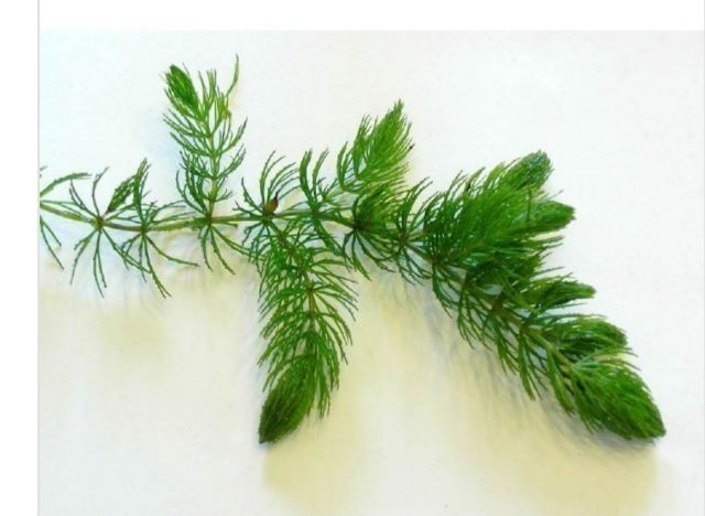 Cây Đuôi Chồn - cây thủy sinh dễ trồng không cần co2 và nền