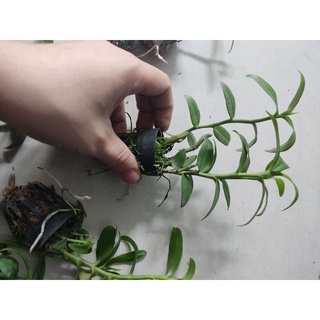 Phi điệp tím giống