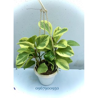 Cây Trường Sinh - Cây phong thuỷ.