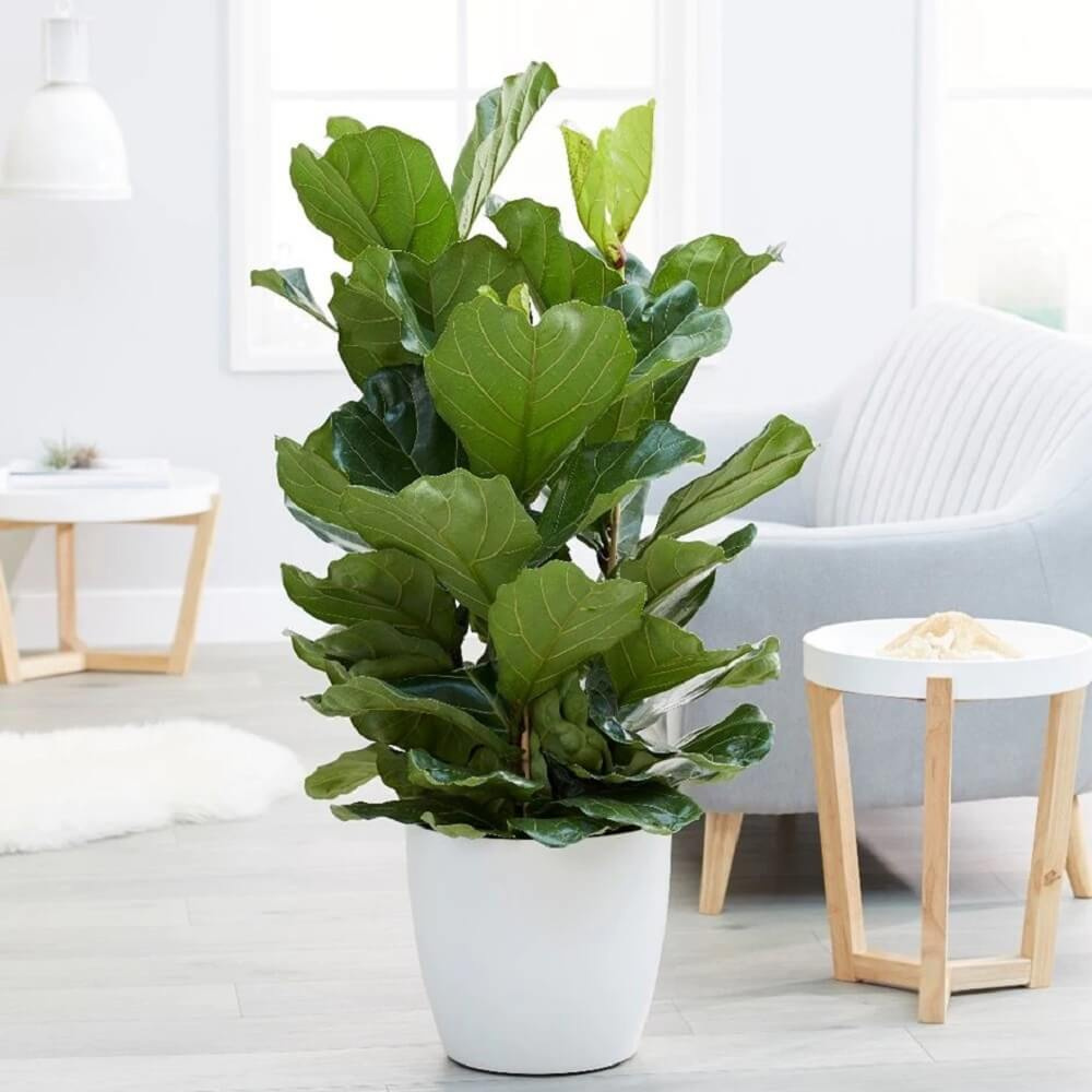 Cây Ficus lyrata Compacta (Bàng Sing) size nhỏ chậu nhựa