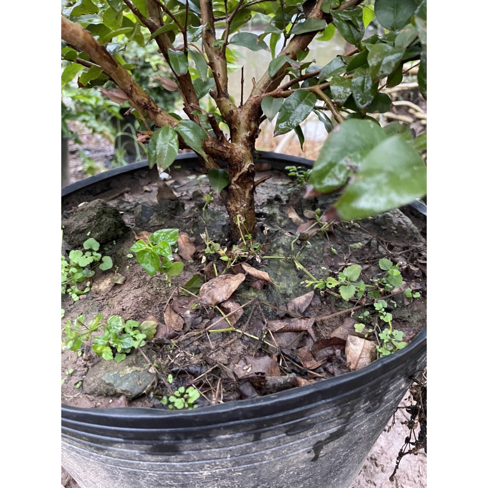 Nho Thân Gỗ Tứ Quý