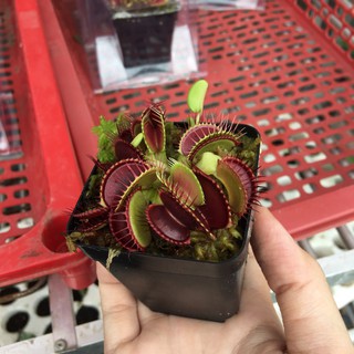 Chậu cây bẫy kẹp, flytrap venus
