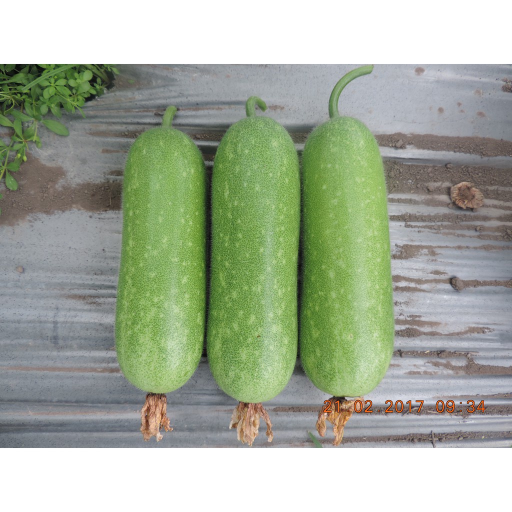 Bán buôn Hạt Giống Bí Đao Chanh bao đẹp
