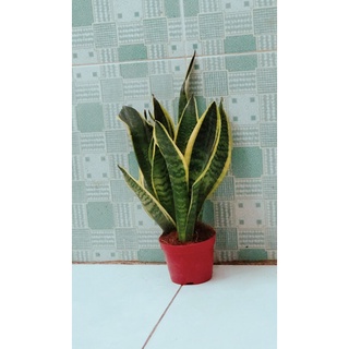 Cây lưỡi hổ cao 40cm