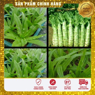 Hạt Giống Rau Diếp Tây (1gr)