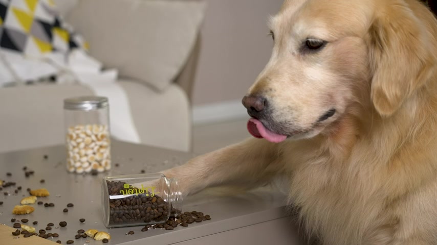 [Mã INBAU300 giảm 10% đơn 250K] Robot hút bụi lau nhà Eazylife K10, hàng quốc tế, chính hãng, sử dụng app điều khiển | BigBuy360 - bigbuy360.vn