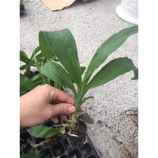 Lan Thiên Nga giống ( 6 màu chọn được)