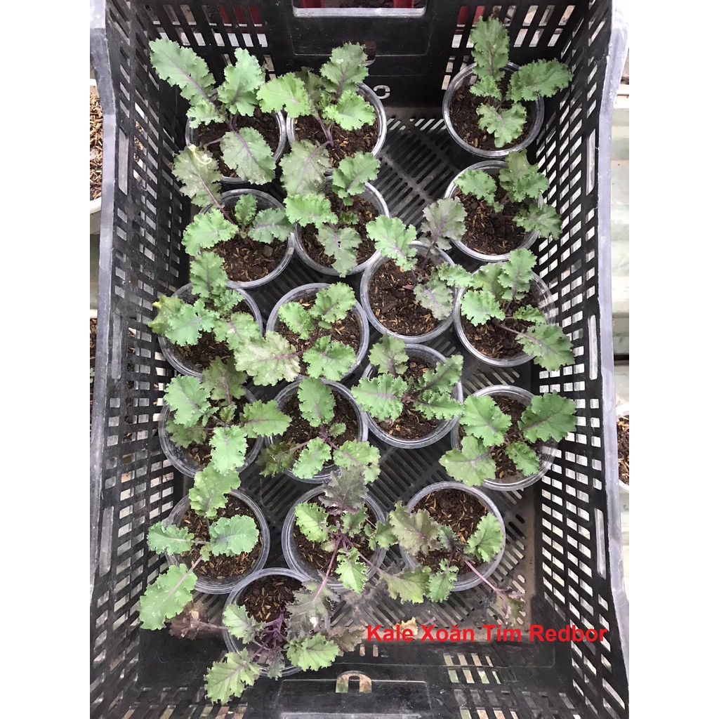 Cây Giống Cải Xoăn, Kale Xoăn Xanh,  Kale Tím, Khủng Long, Red Russian, Hạt