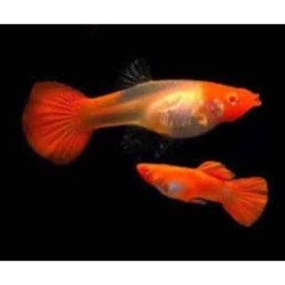 Cá 7 màu koi red gen 28k/đôi