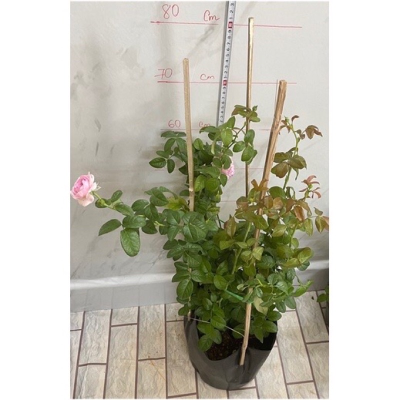Sỉ 1 cây hoa hồng leo moncour hồng dễ thương dễ trồng