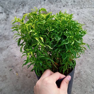 Chậu cây đinh lăng mini để bàn - Summer Garden