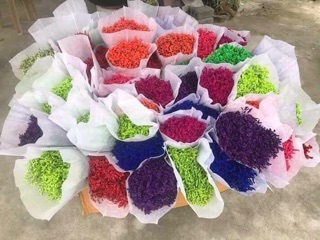 Hoa sao khô
