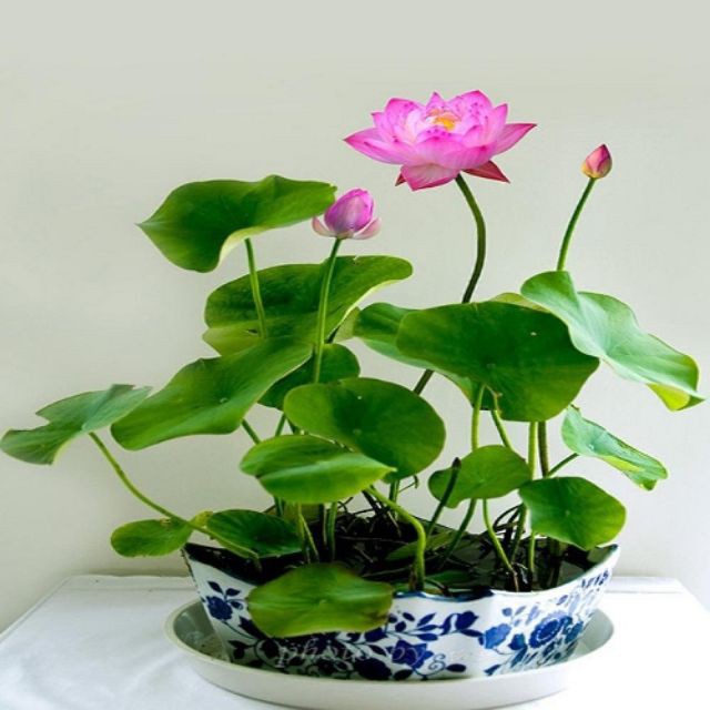 24 viên phân bón thủy canh