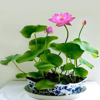 24 viên phân bón thủy canh