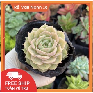 sen đá ngọc bích, sen đá Đà Lạt, size bầu