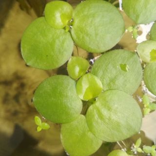 Cây thủy sinh bèo nhật