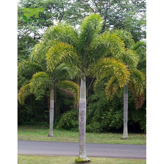 Cau đuôi chồn  giống 40cm