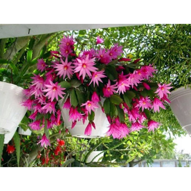 Lan càng cua, tiểu quỳnh đang hoa rất đẹp mix màu 1 bó 🌳Mua 5 Tặng 1🌳