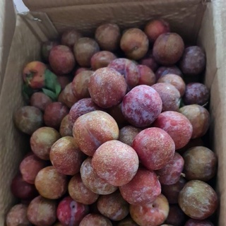 Mận Hậu Miền Bắc ( Mận Hà Nội )