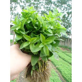 HẠT GIỐNG CỎ NGỌT