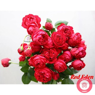 Cành Chiết Hồng Leo Ngoại Red Enden Cành Chiết Hoa Hồng