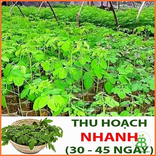 Hạt Giống Chùm Ngây 2G