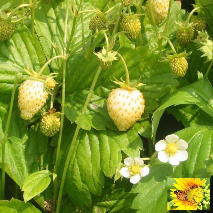 GÓI 50 hạt giống dâu tây vàng chịu nhiệt