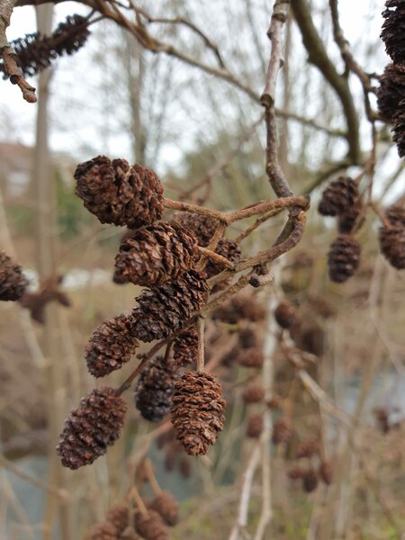 Trái Erlenzapfen | Trái Alder Cones - Bổ sung vitamin, tạo môi trường tự nhiên cho cá tép thuỷ sinh [phần 10 trái]