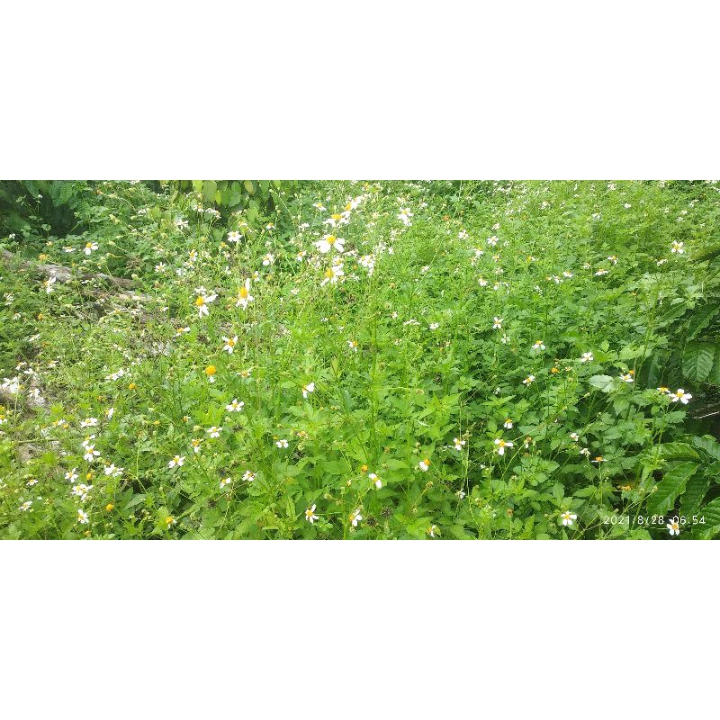 Hạt giống cây xuyến chi (20hạt)