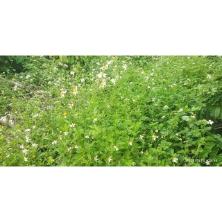 Hạt giống cây xuyến chi