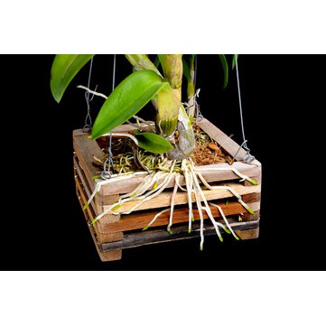 Phân bón lá HUMIC-ACID - EPNON HU6-320ML. Dưỡng rễ, mập thân, tăng đậu trái, và hương vị trái cây. Rau ngon.